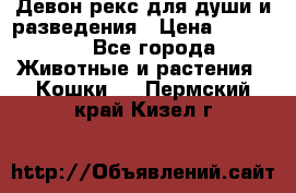 Девон рекс для души и разведения › Цена ­ 20 000 - Все города Животные и растения » Кошки   . Пермский край,Кизел г.